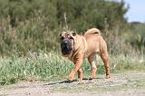 SHAR-PEI 278